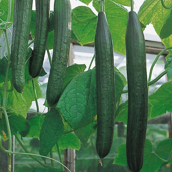 VEGETABLES